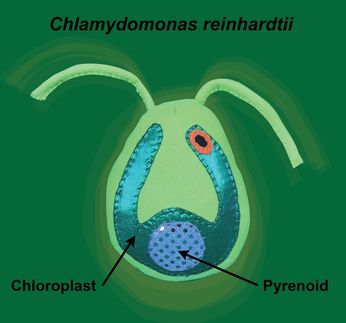 The pyrenoid is a carbon-fixing liquid droplet