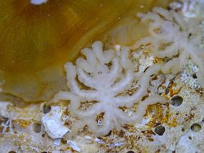 What the sea spider genome reveals about their bizarre anatomy