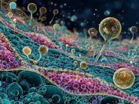 Chemistry meets biology: controlling artificial cell membranes through catalysis